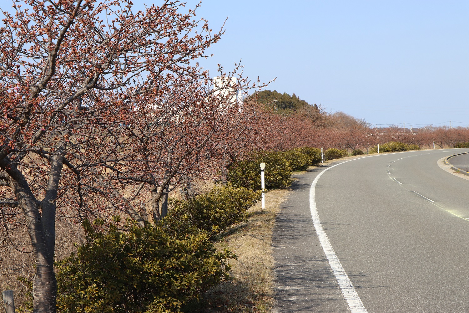 河津桜ロードのつぼみ