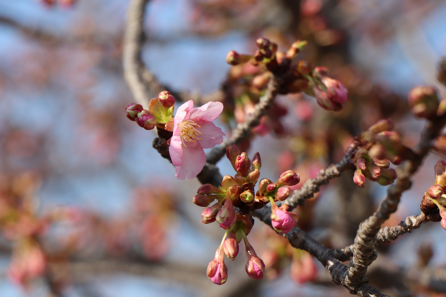 つぼみの河津桜