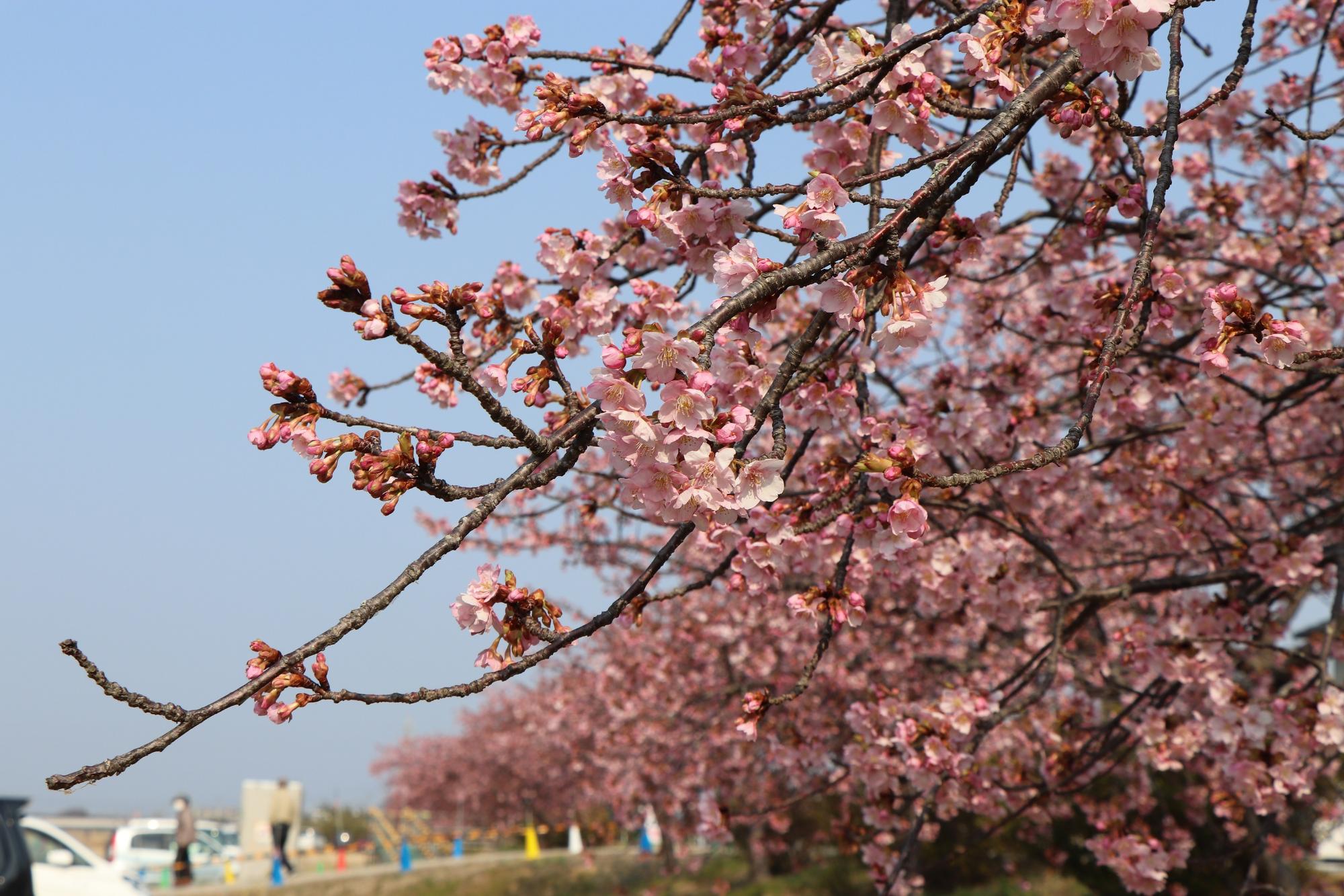 きれいに咲き出した河津桜