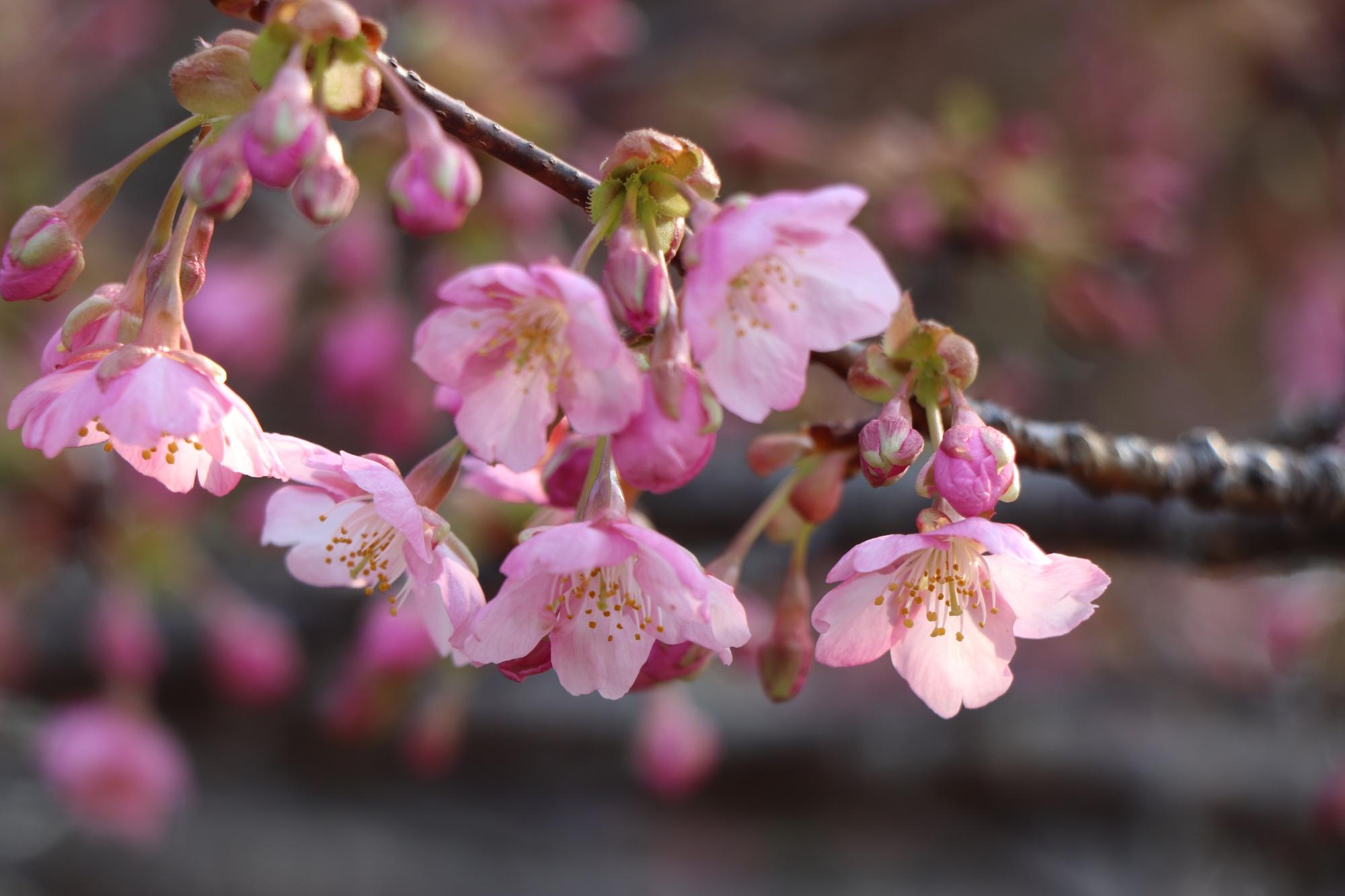 河津桜の花のアップ