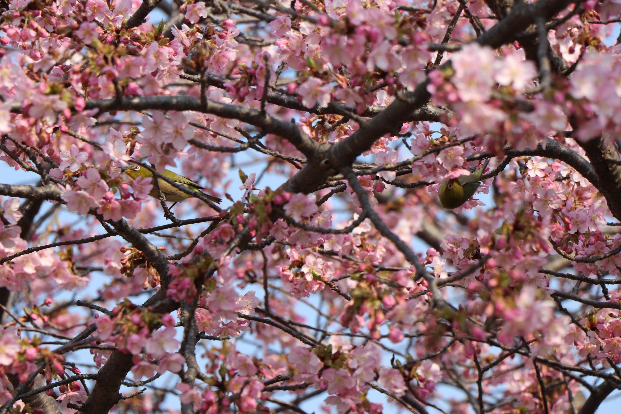 河津桜にとまる2羽のメジロ