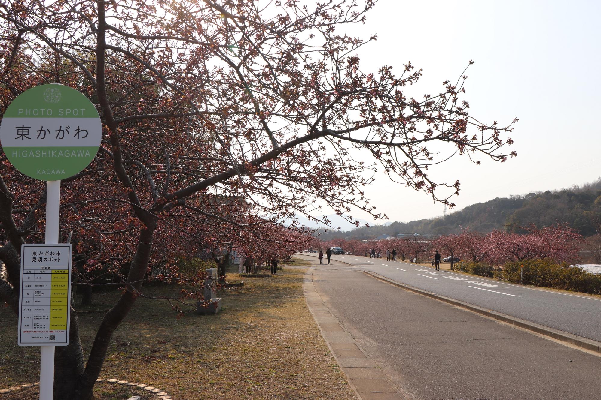 北側からみる河津桜のバス停型看板