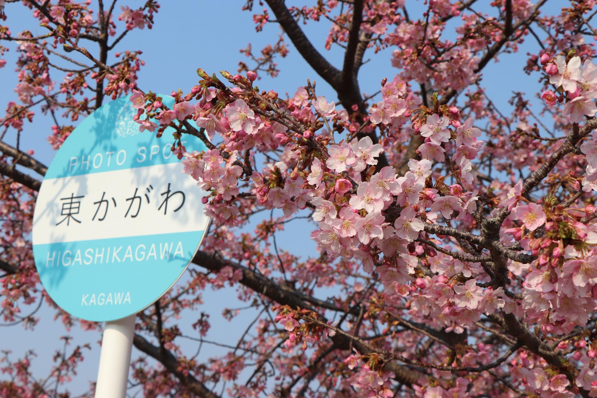 南側のバス停型看板と河津桜