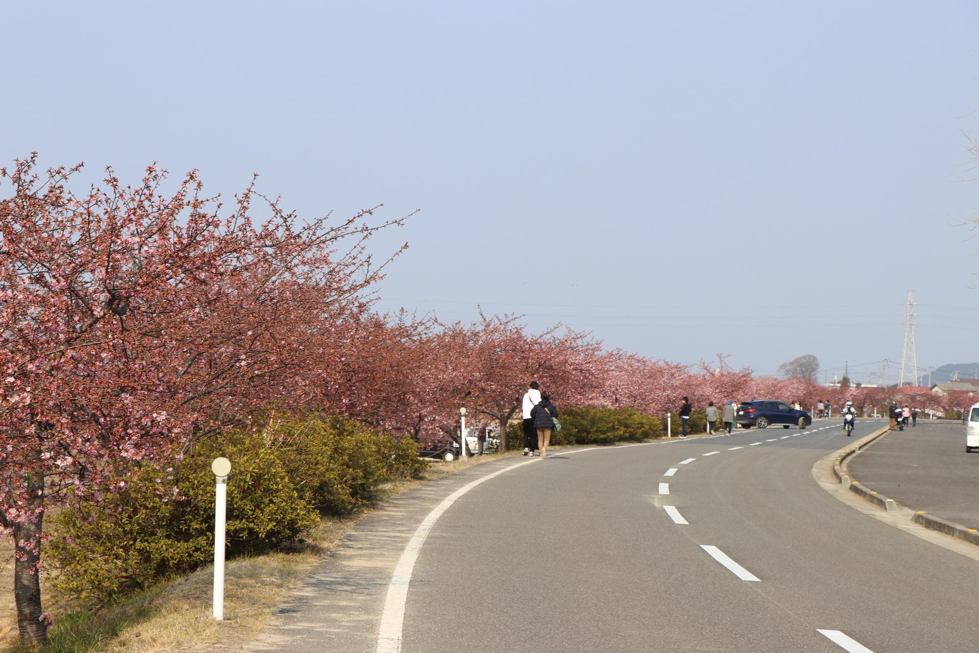 見頃までもう少しの河津桜ロードを散歩する人たち
