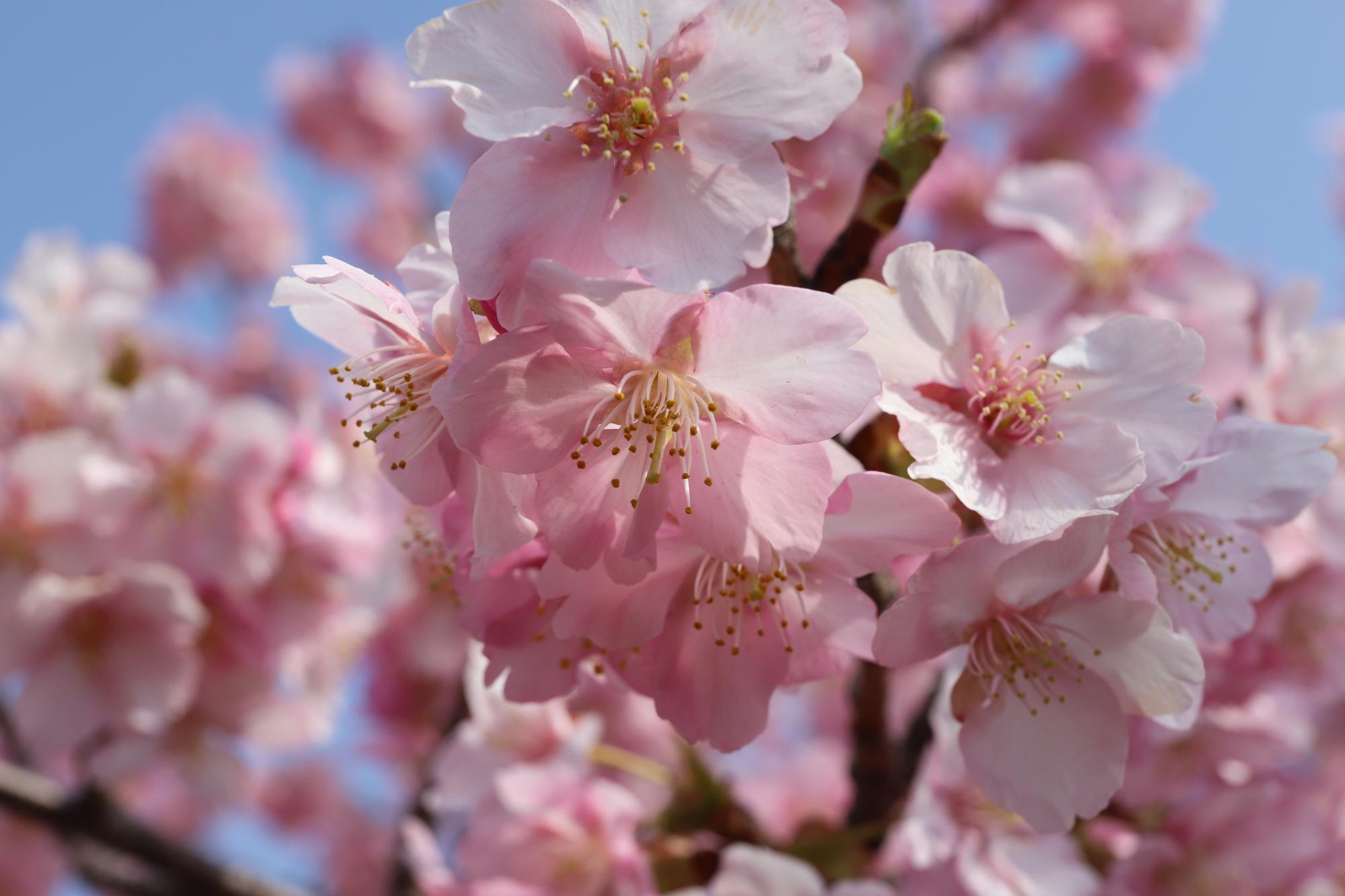 満開に咲いた河津桜のアップ