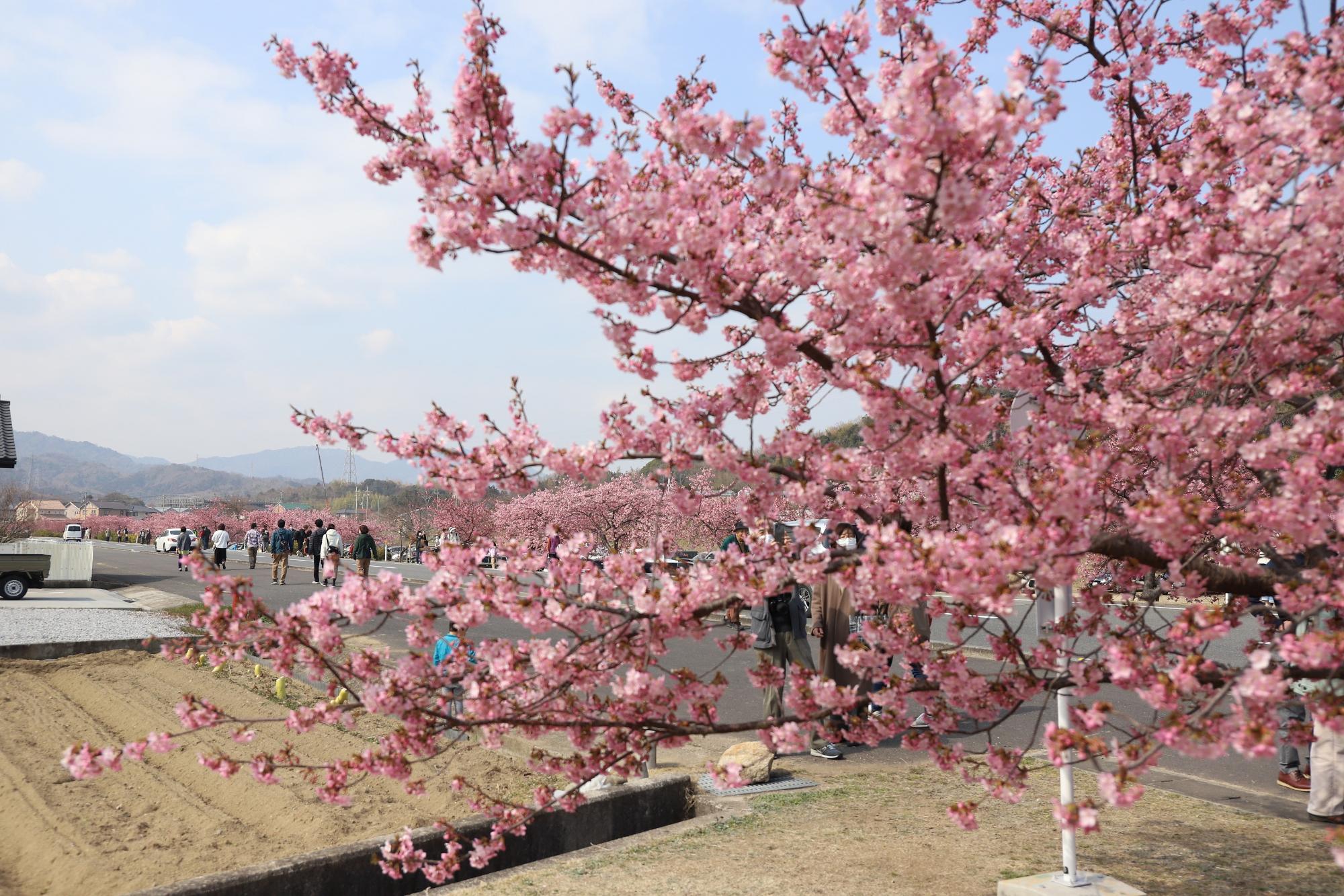 北側から見た河津桜の木