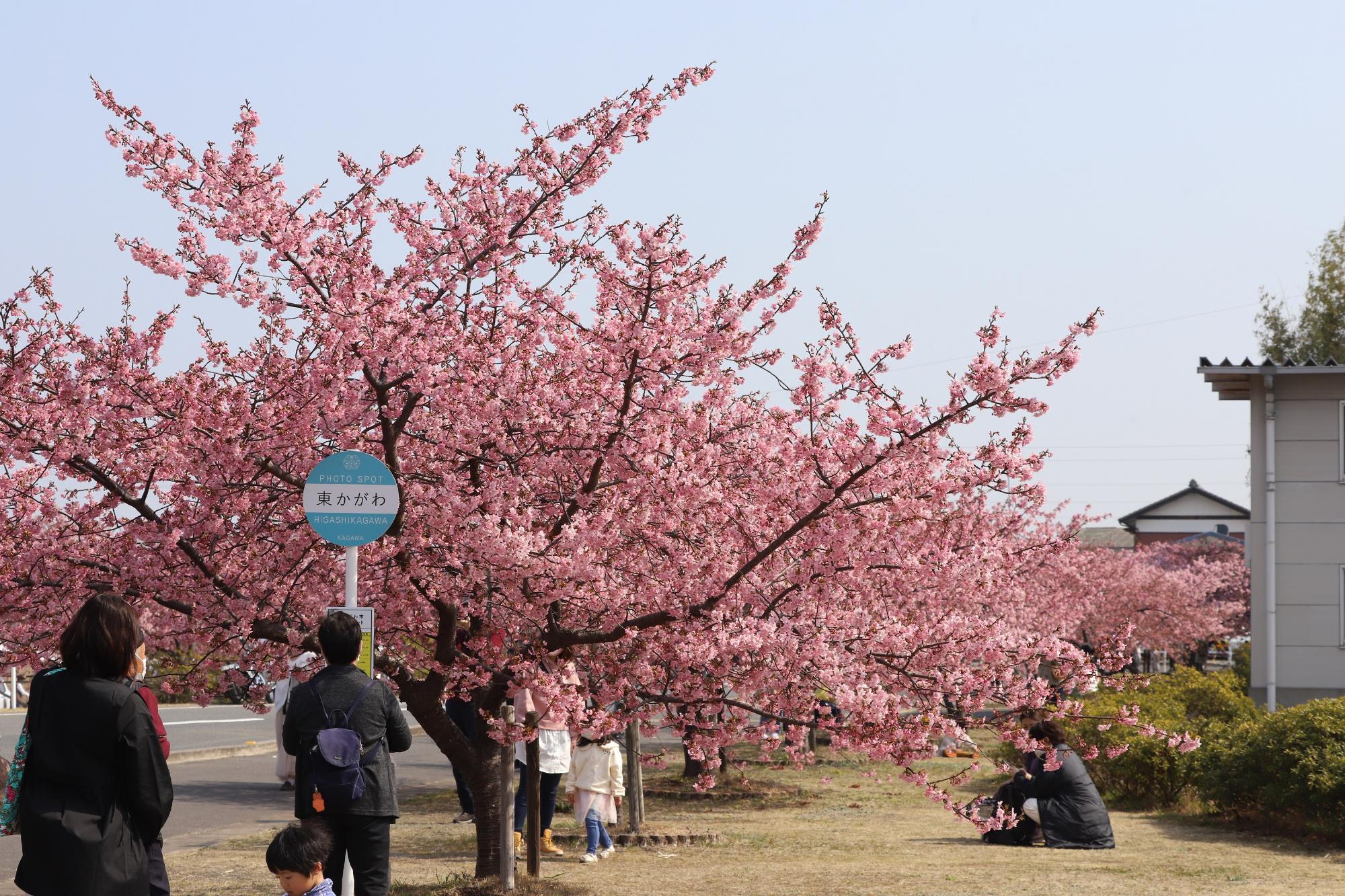 南側からみた満開の河津桜とバス停型看板