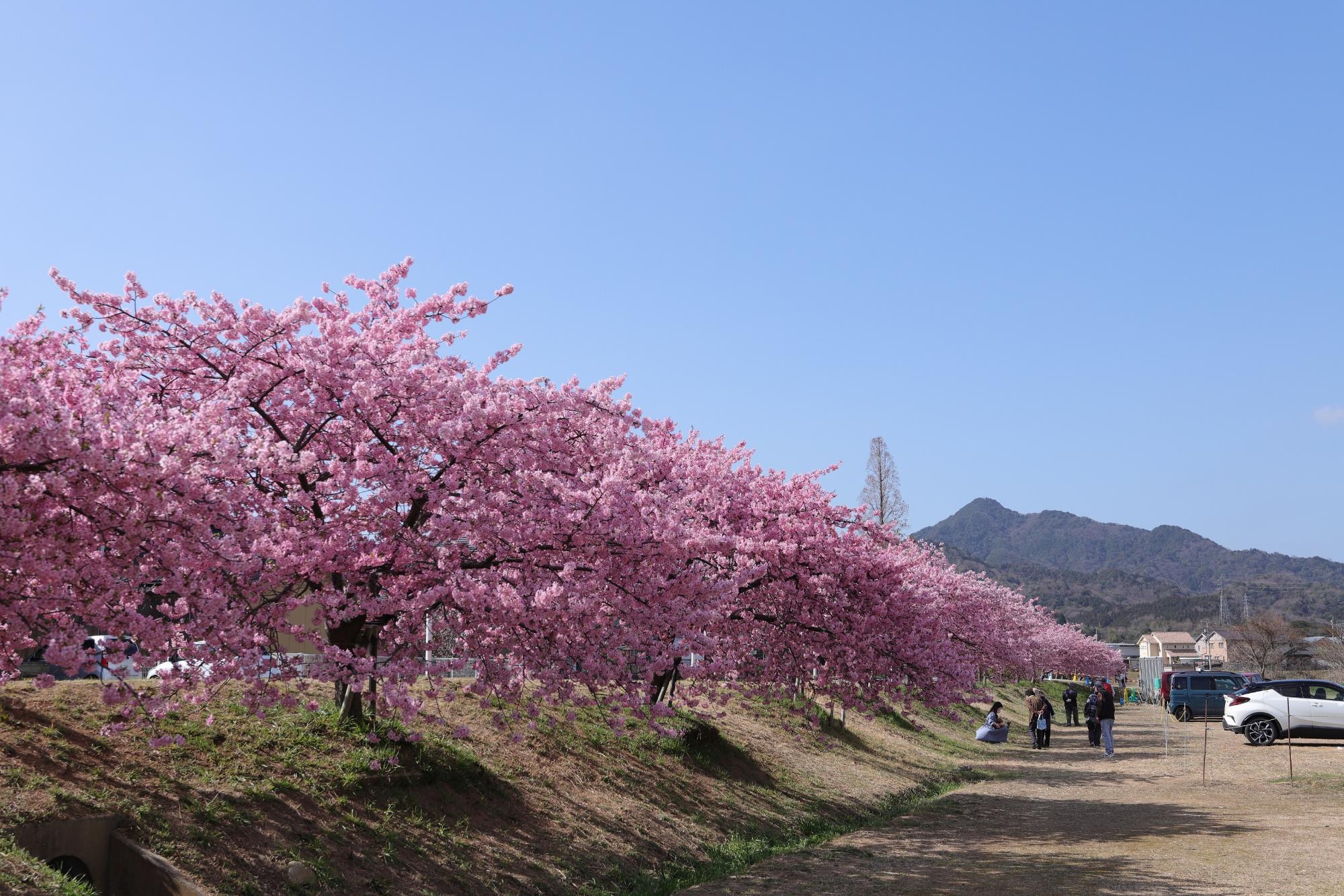 河川敷から見る河津桜ロードと虎丸山