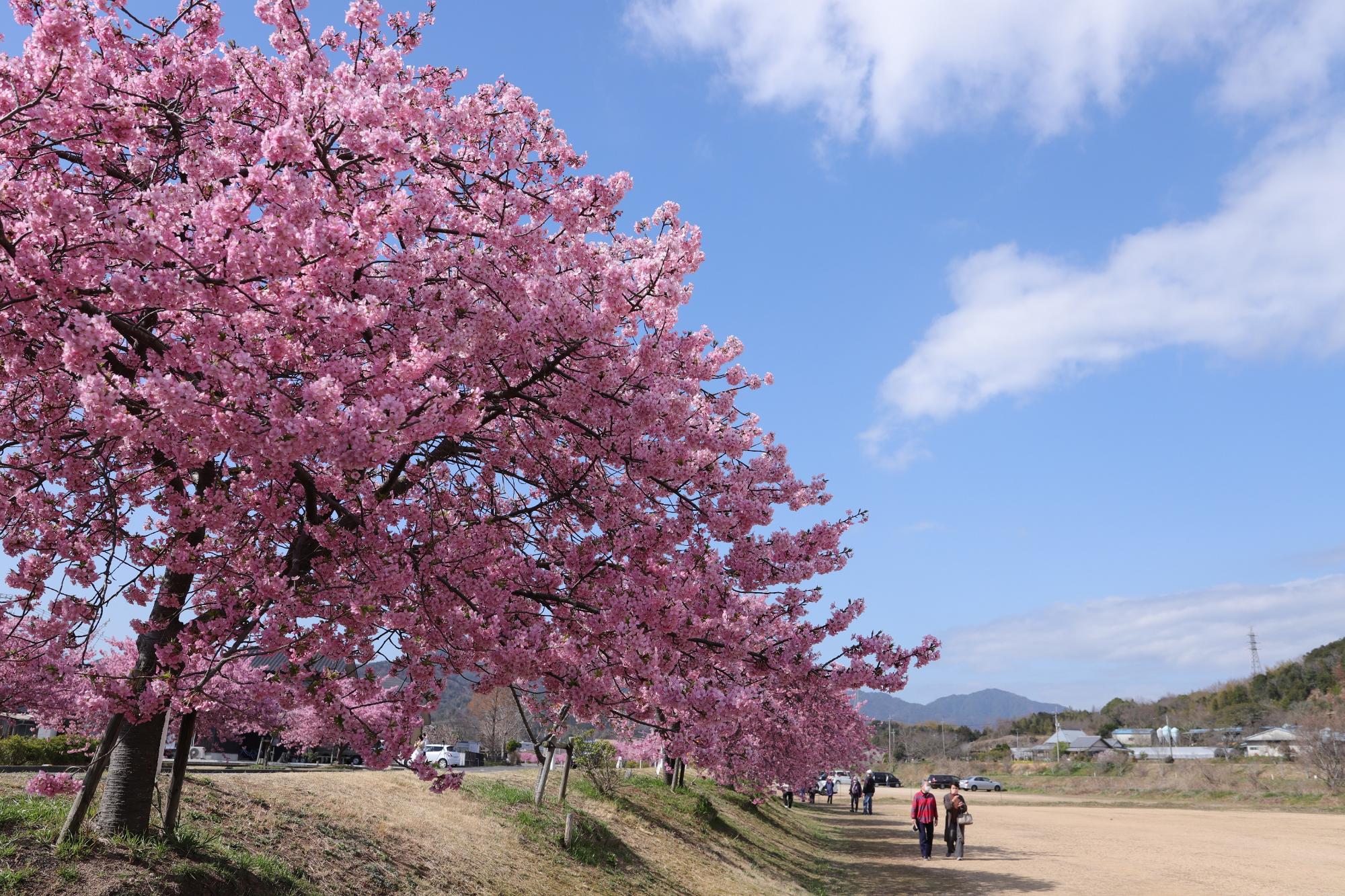 大きな河津桜の木と青空