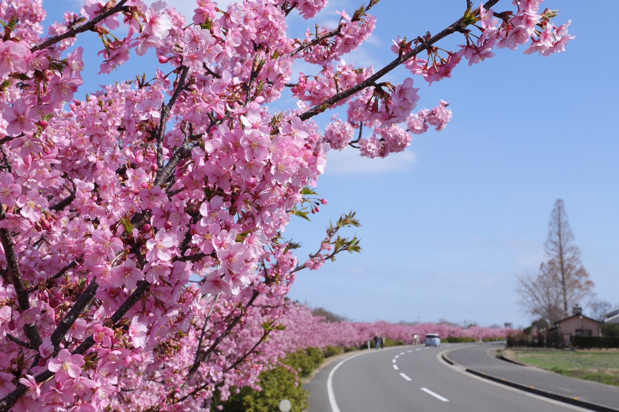 ピンクのリボンのような満開の河津桜ロード