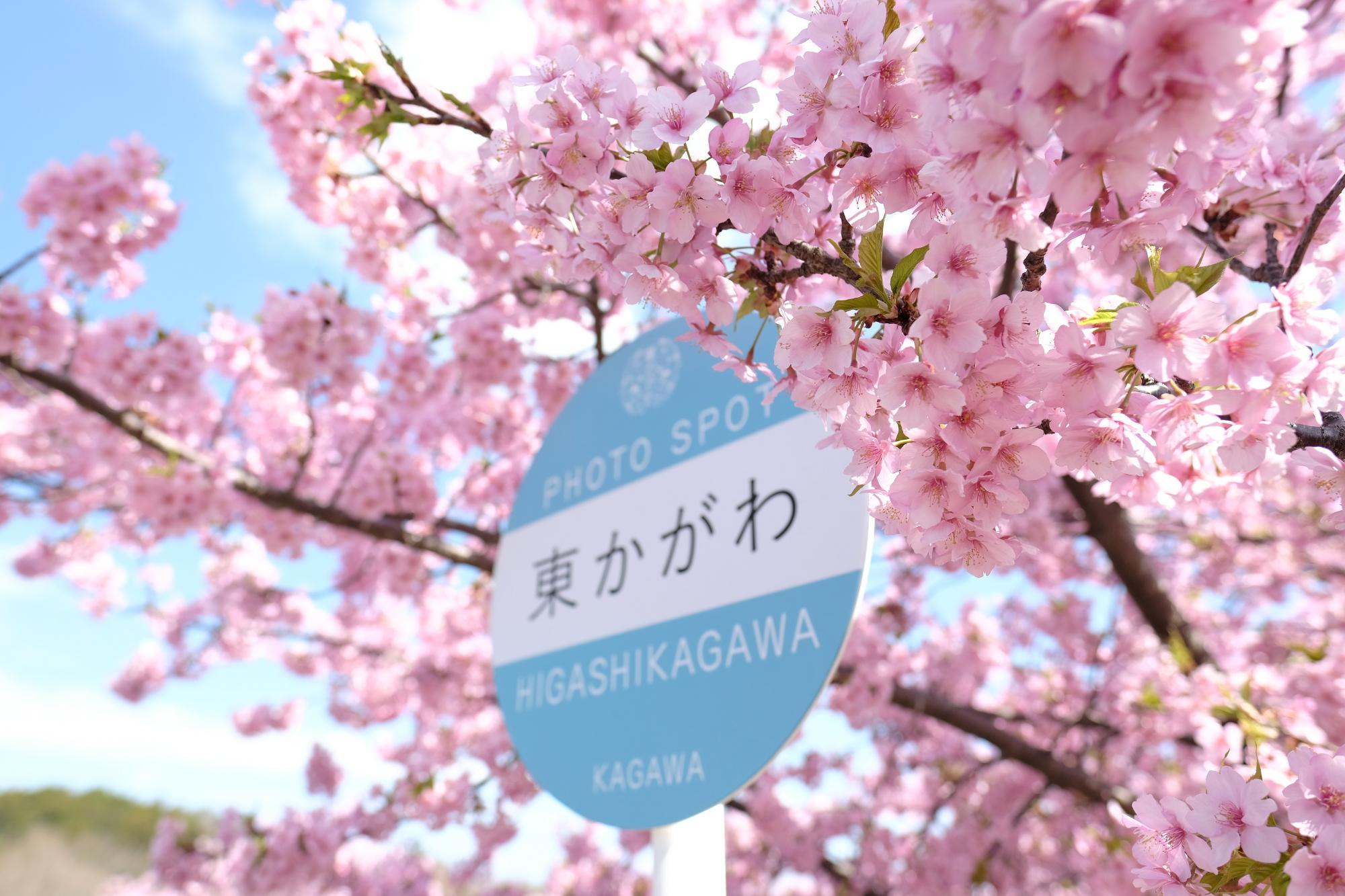 満開の河津桜とブルーのバス停型看板