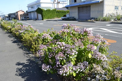 道路沿いに咲く薄紅色のアジサイの写真