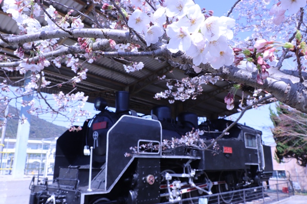 なかよし広場の機関車と桜の写真