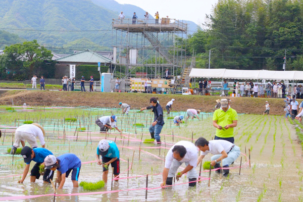 田んぼアートのデザインに沿って手植えする参加者らの写真