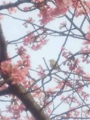 満開の桜の木に鳥がとまっている写真