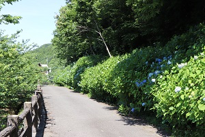 遊歩道に沿って咲くアジサイの写真