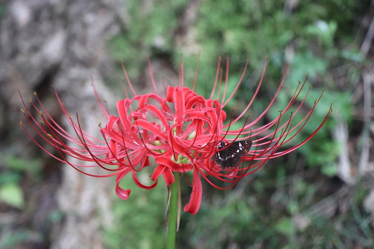 鮮やかな紅色の花に蝶が止まっているヒガンバナの写真