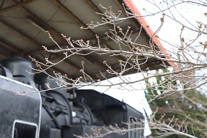 つぼみの状態の桜の写真