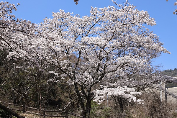 春空と満開の桜の写真