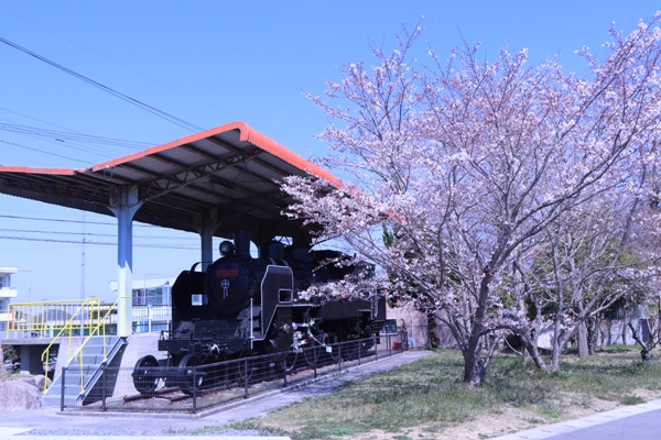 なかよし広場の機関車と桜の木の写真