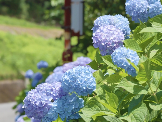 太陽の光を浴びた青や紫の鮮やかなあじさいの花の写真