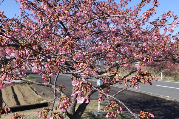 河津桜