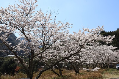 千足ダムの桜