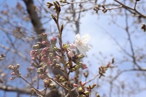 ほとんどがつぼみのなか、一輪の花が咲いている桜の