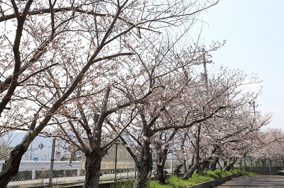 少しずつ咲いてきている小海川沿いの旧引田幼稚園前に咲く、桜並木の写真