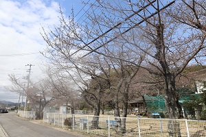 吉田の児童公園に並ぶつぼみの状態の桜の木々の写真