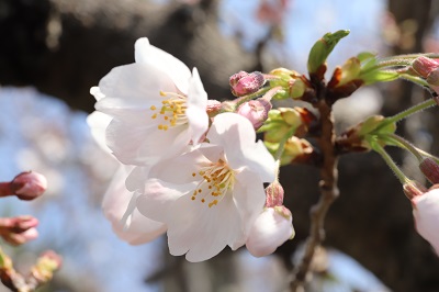 まだ青い蕾と咲いている花が混ざっている桜の花のズーム写真