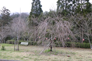 曇り空の下、白鳥温泉にまだ蕾状態の桜の木の写真