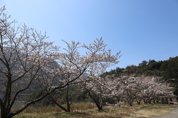 満開まであと少しの千足ダムバーベキューハウス前の桜の写真
