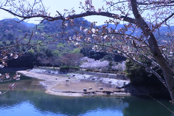咲き始めた桜の木から望む大内ダムの写真