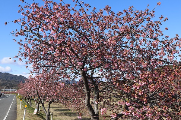 河津桜