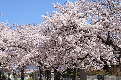 吉田児童公園の桜