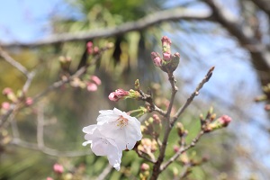 ほとんどがつぼみの状態のなか、花を咲かしている桜の写真