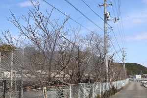 旧引田幼稚園前に並ぶつぼみの状態の桜の木々の写真