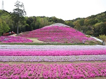 帰来の芝桜富士の様子の写真