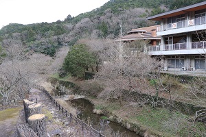 緑の山をバックまだ蕾の桜の木と白鳥温泉施設の写真
