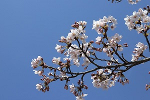 満開まであと少しの桜の写真