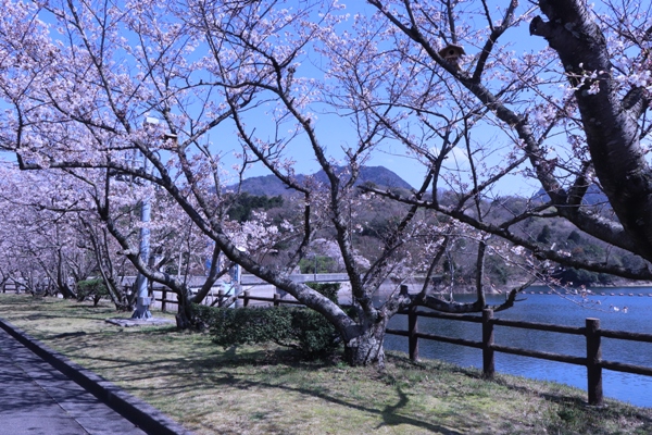 大内ダムのほとりに並ぶ桜の木の写真
