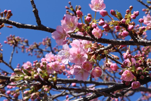 河津桜