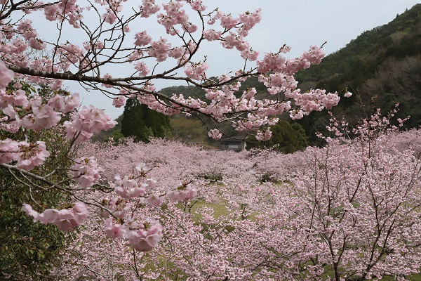 白鳥温泉