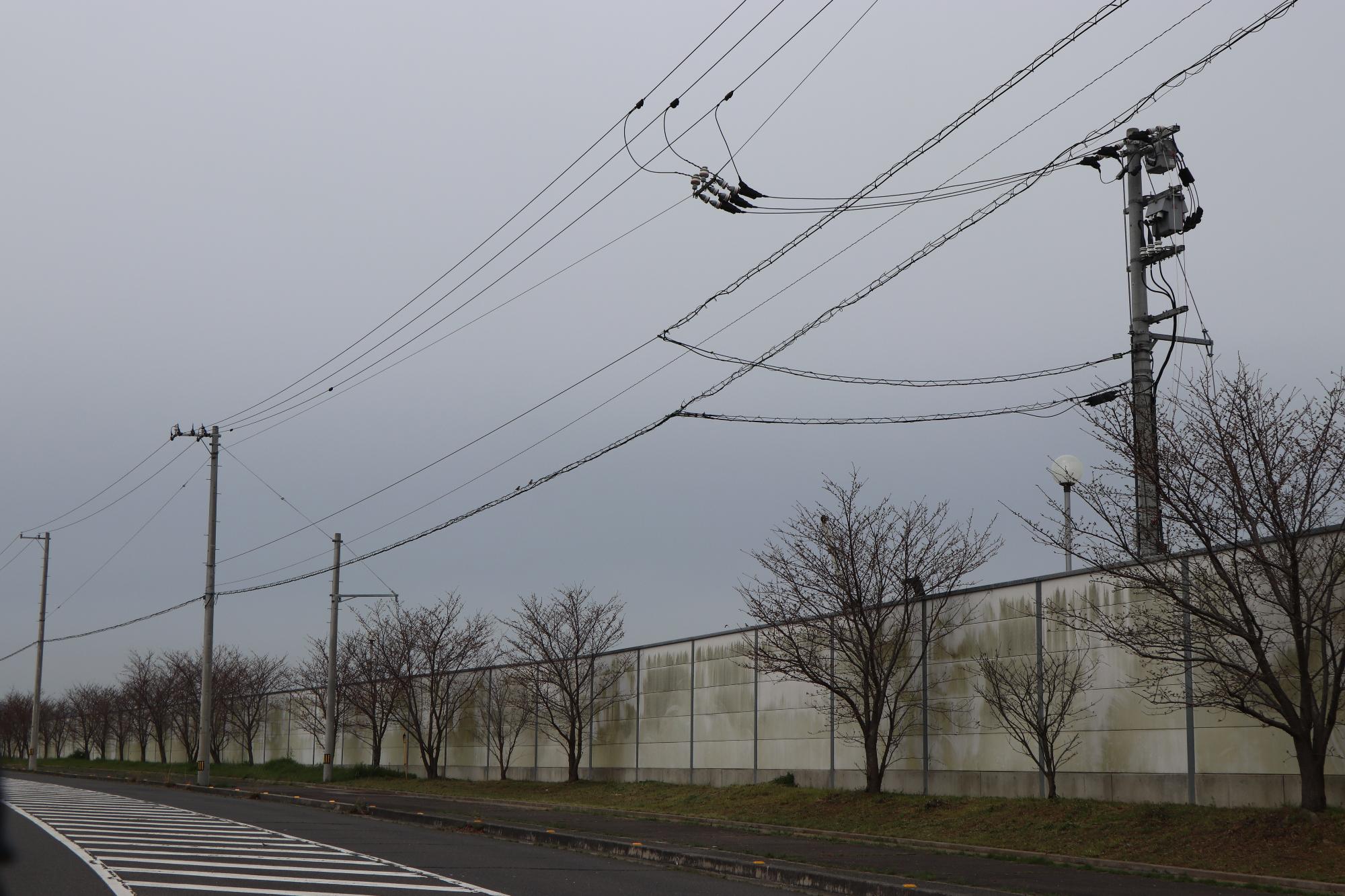 ほんだ公園へ向かう道路脇に桜の木が並ぶ曇り空の写真