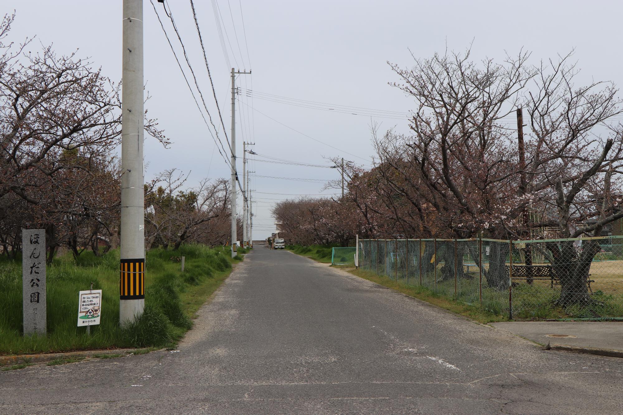 ほんだ公園への道路沿いにある桜並木の写真