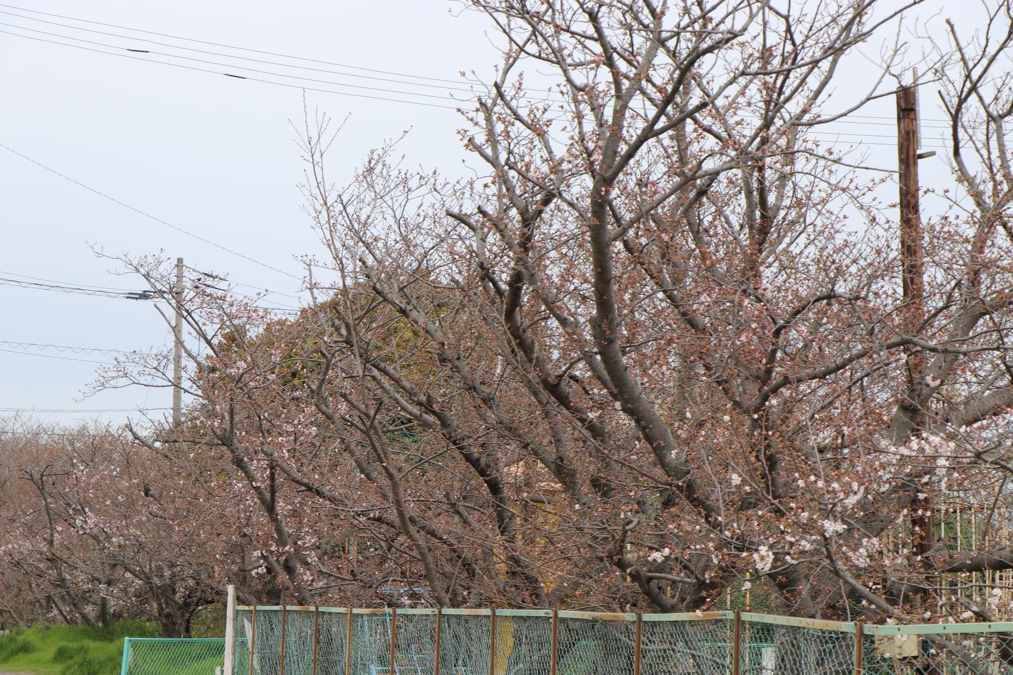 3分咲きの桜の木々の写真