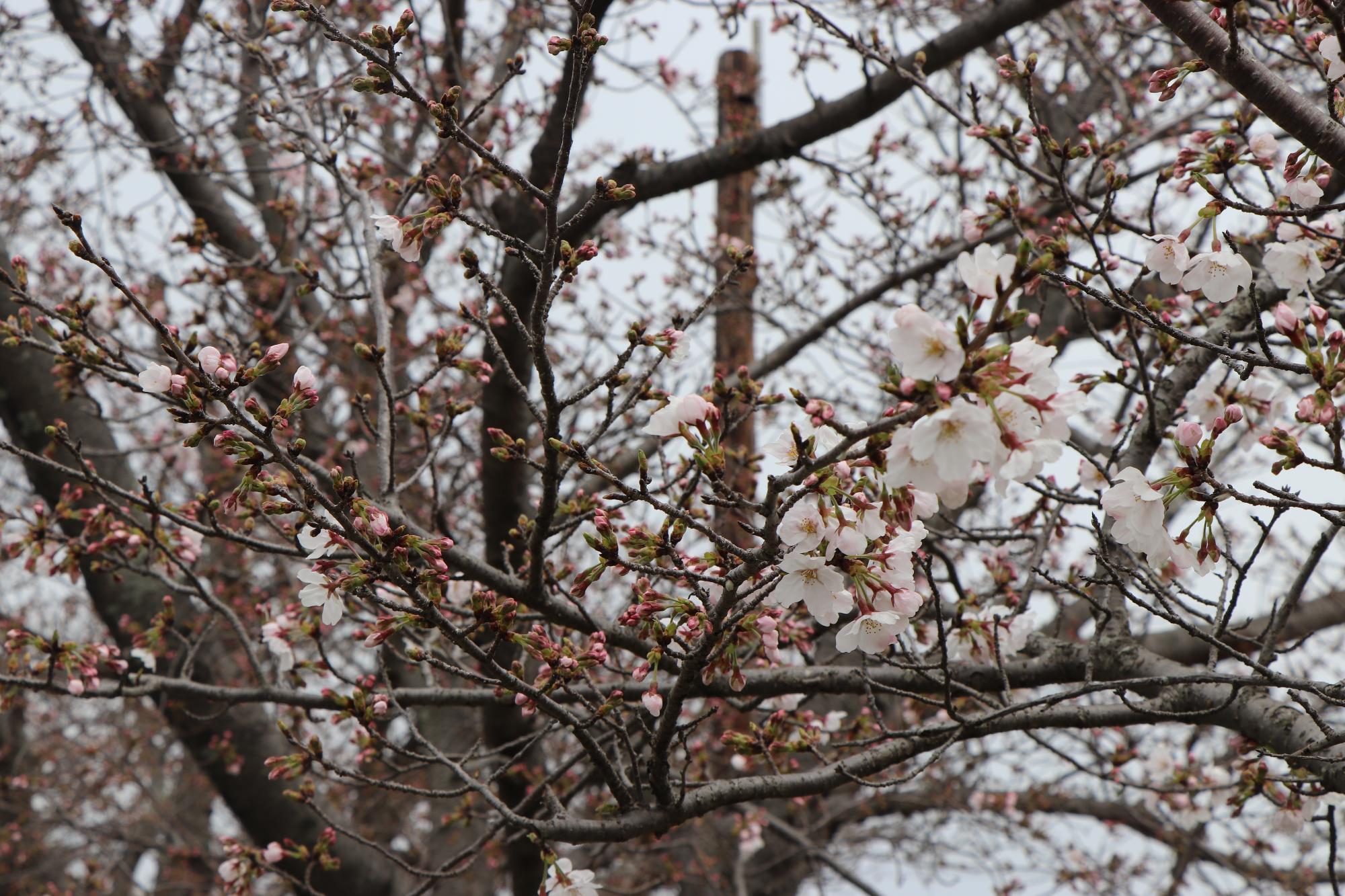 まだ硬いつぼみが多い中、3～4分咲きの桜の木の写真