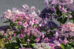 薄紅色の花がたくさん咲き誇っているアジサイの写真