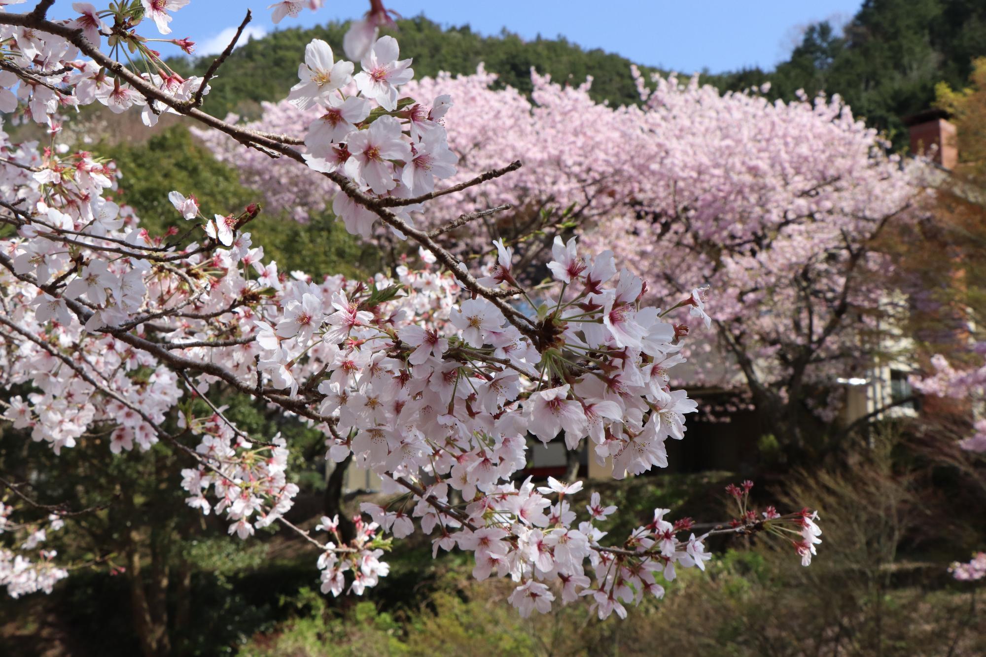 満開に咲く白鳥温泉の桜の写真